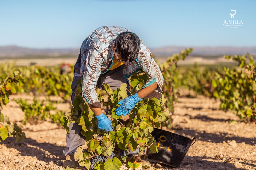 Los vinos de la DOP Jumilla sern de calidd excelente, finos y sutiles, con buena concentracin y frescura