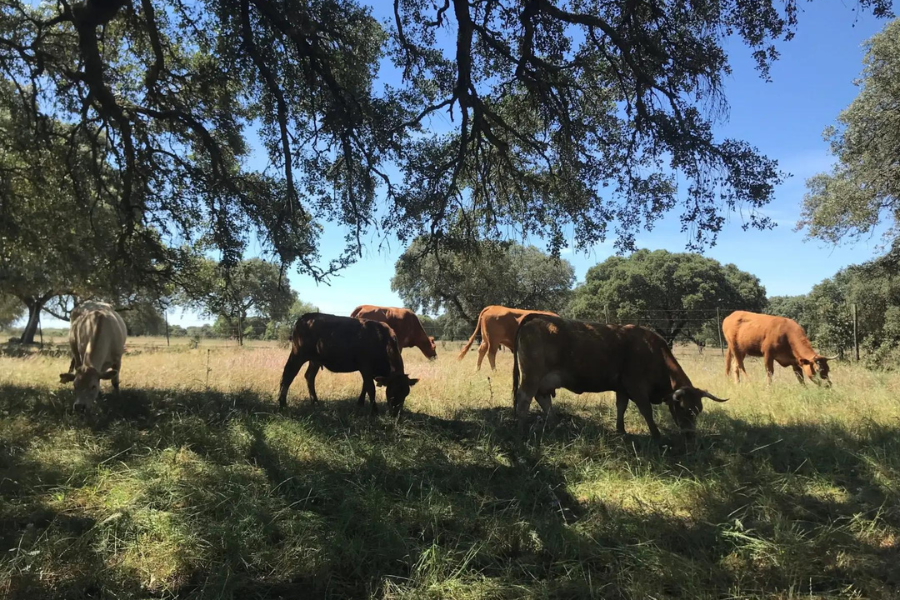 Foto: Grazing4AgroEcology