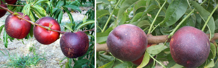 The varieties of 'Nectalady' (to the left) and 'Honey Royale' (on the right) were of the varieties more accepted by the consumer...