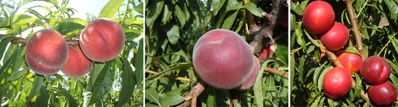 A total of eleven varieties of peaches and nectarines, were studied...