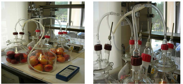 Figure 1: Details of the ballot box for the extraction of volatile compounds