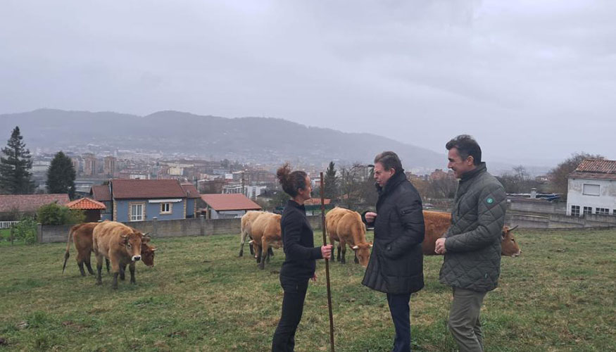 Visita del alcalde ovetense Alfredo Canteli a una explotacin de ganado vacuno de La Manjoya