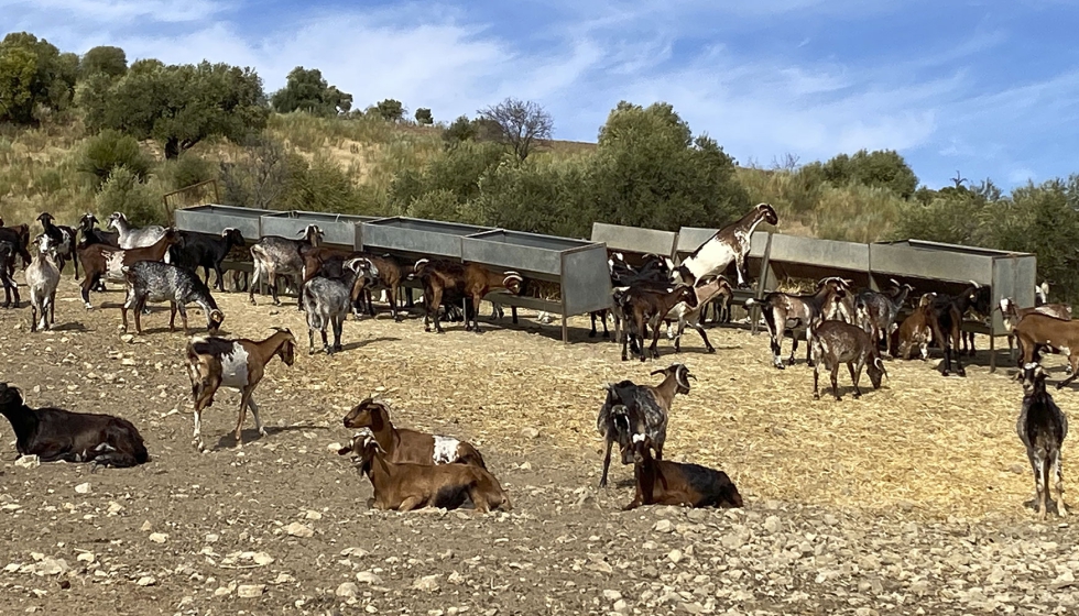 Explotacin extensiva de la raza caprina Payoya en la provincia de Cdiz