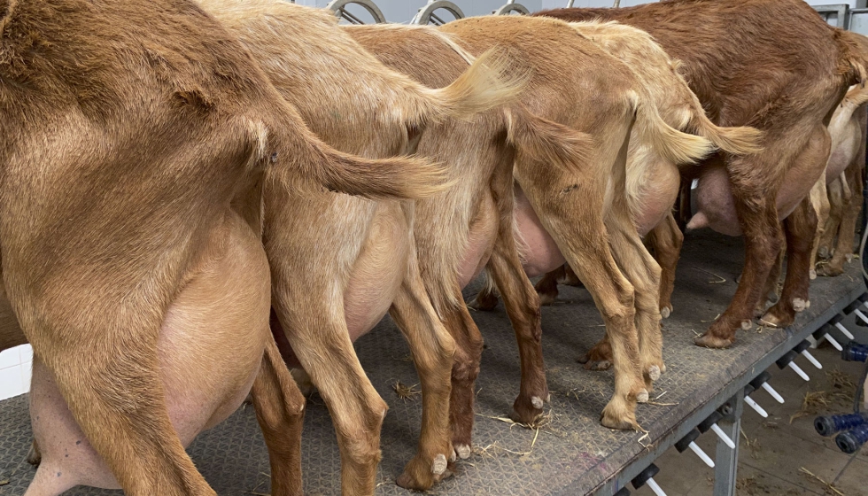 Artificial intelligence to improve animal welfare and goat milk quality