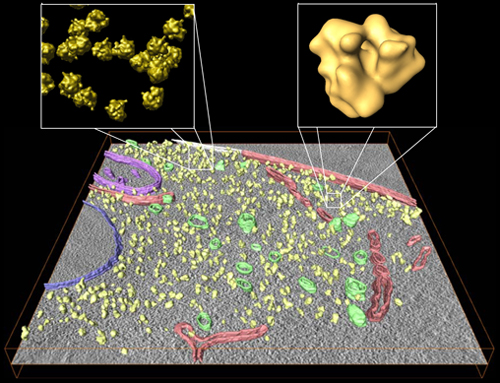 Visualizacin del ribosoma de levaduras en 3D (Imagen: Jos L. Carrascosa/Peter Peters/Jos Jess Fernndez)