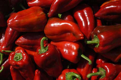 La produccin de pimiento en general en toda la comunidad autnoma es de cerca de 8.000 toneladas anuales