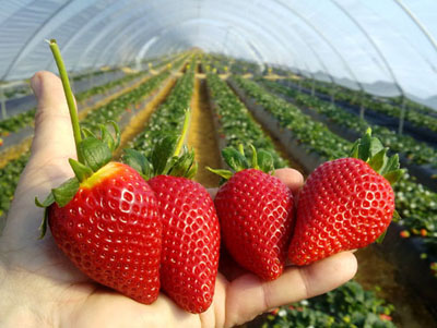 La variedad de fresas Sabrina de Planasa