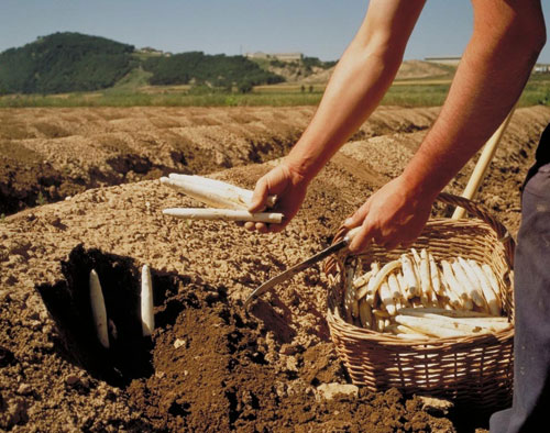 La recoleccin del esprrago blanco es ms costosa y laboriosa que la del verde. En la imagen, una plantacin de esprrago de Navarra...