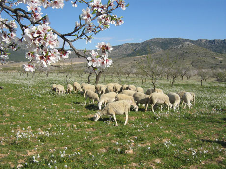 Las tierras andaluzas, manchegas y murcianas le confieren su carcter rstico a esta oveja