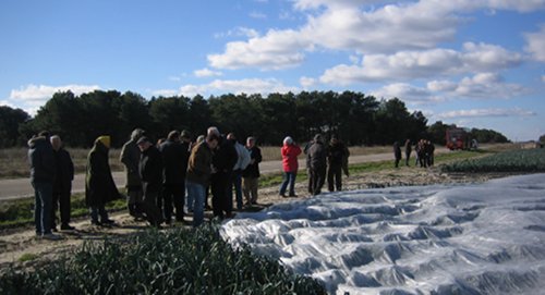 Visita a un campo de cultivo de puerro con cubierta flotante. Foto: Alicia Rodrguez