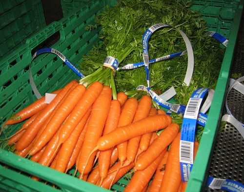 Zanahorias limpias y preparadas en manojos para su comercializacin en la empresa 'El Manojillo'. Foto: Alicia Rodrguez...