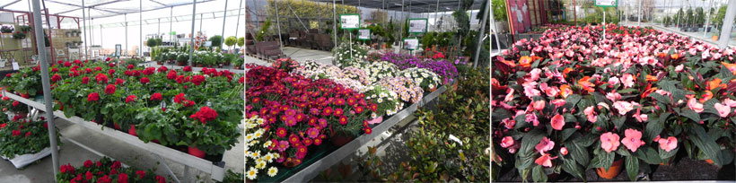 En esta primavera van a destacar el colorido rojizo de los geranios caldopes que vemos en la foto de la izquierda