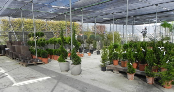 Aquellos clientes que busquen plantas para decorar su casa o jardn, encuentra una gran variedad en Jardinarium Puerta