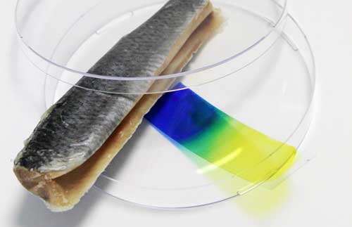 Film sensor changes color from yellow to blue, proof that the fish is damaged. Photo: Fraunhofer EMFT