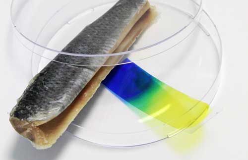 El sensor de film cambia de color, del amarillo al azul, lo que prueba que el pescado est estropeado. Foto: Fraunhofer EMFT...
