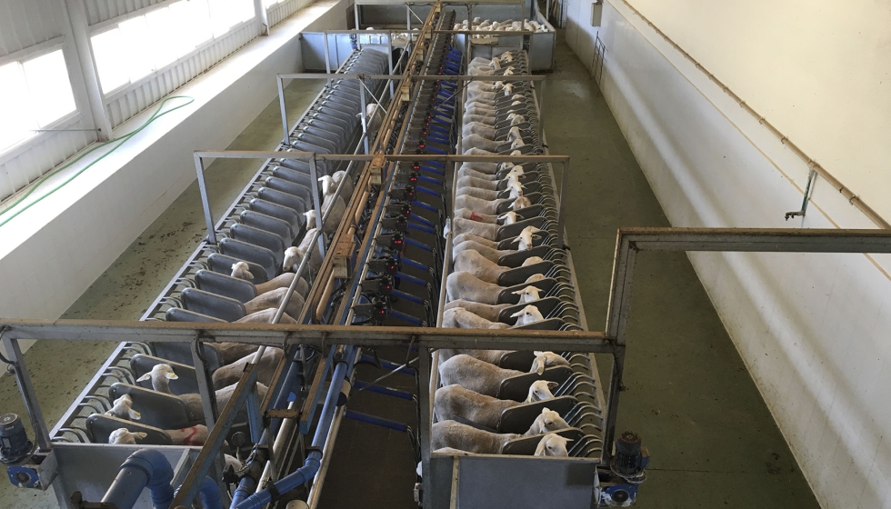 Sala de ordeo en una explotacin ovina de Castilla-La Mancha