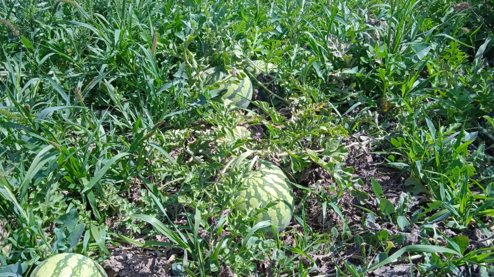Semillas de berenjena para plantar: (morado largo) es una gran variedad de  verduras tradicionales sin OMG, semillas de 500 mg ideales para jardinería