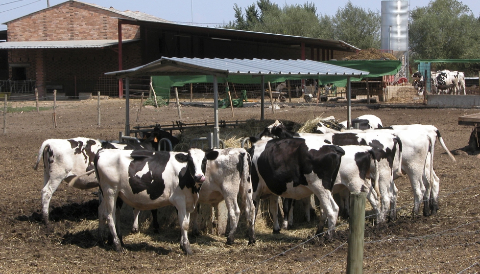 Explotacin de vacas de leche de la raza Frisona