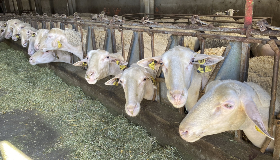 Ovejas de raza Lacaune