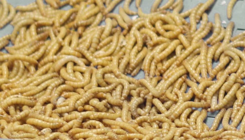 Tenebrio molitor, conocido como el gusano de la harina, es uno de los insectos con ms potencial
