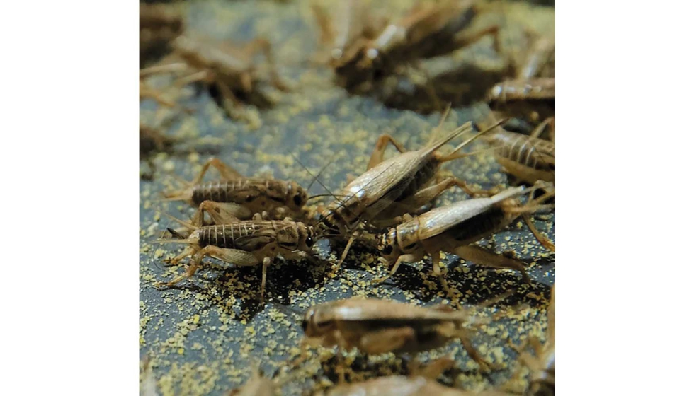 Cricket One Co ha sido autorizado por la EFSA para vender polvo de grillo domstico para productos como panes, panecillos, galletas, salsas, o sopas...