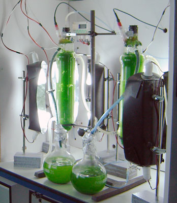 Cultivo de la microalga espirulina. Foto: Science Pics