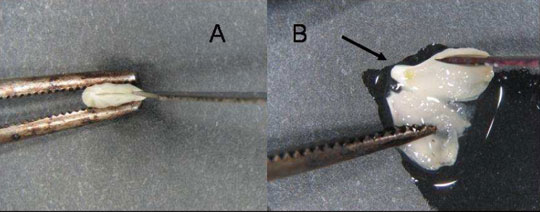 Figura 3: Extraccin del embrin de una semilla inmadura de limonero. La flecha indica la posicin del embrin
