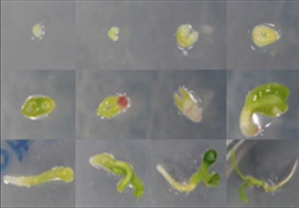 Figura 4: Distintas etapas en la germinacin de embriones de limonero