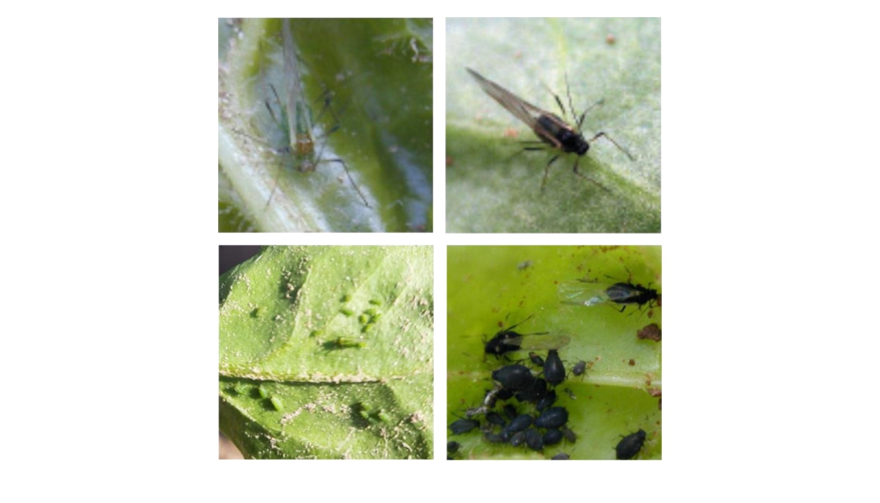 Las 2 especies de pulgones vectores de la amarillez virosa son el pulgn verde (Myzus persicae, izquierda) y el pulgn negro (Aphis fabae...