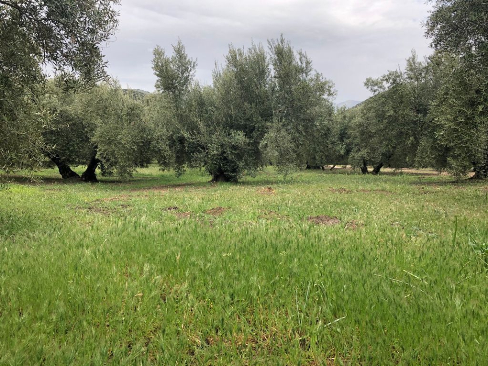 Cubierta de gramneas en olivar. Foto: Antonio Conde