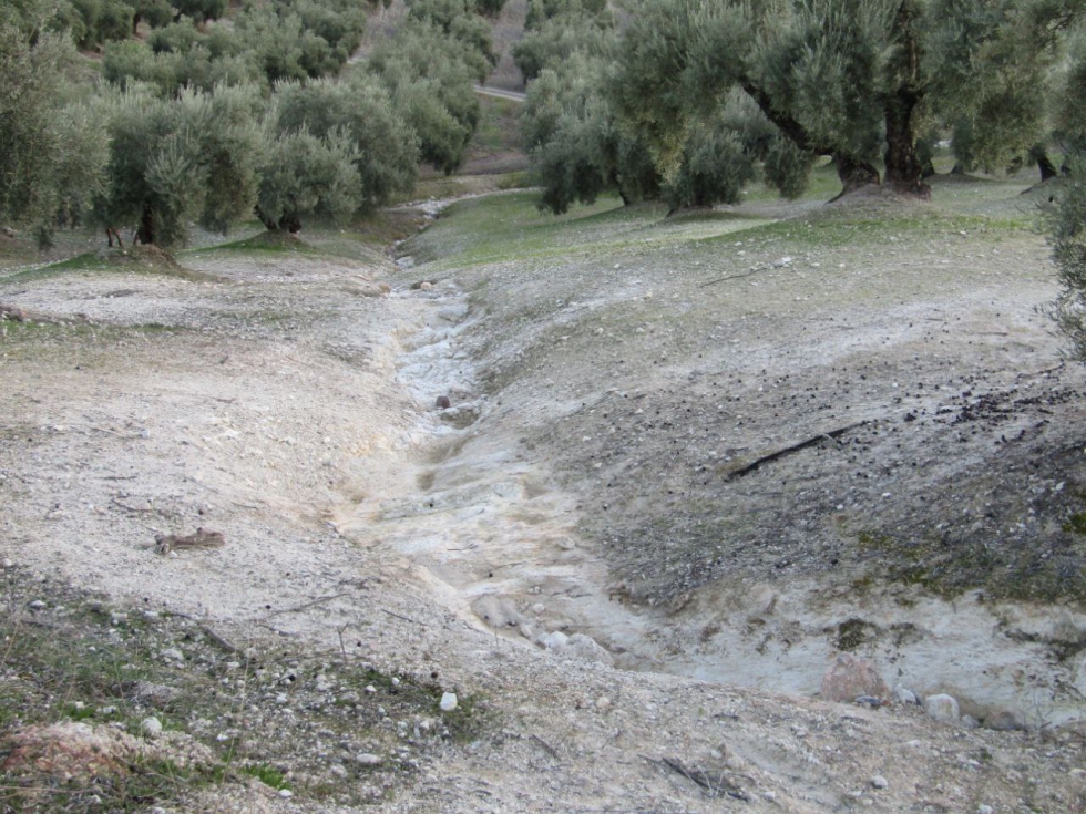 Crcava en suelo de olivar. Foto: Antonio Conde