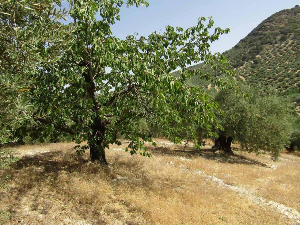 La capacidad natural de generacin de suelo es aproximadamente de una tonelada por hectrea y ao...