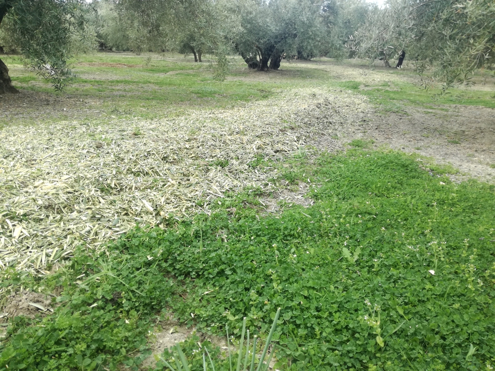 Restos de poda en cubierta vegetal de olivar. Foto: Antonio Conde