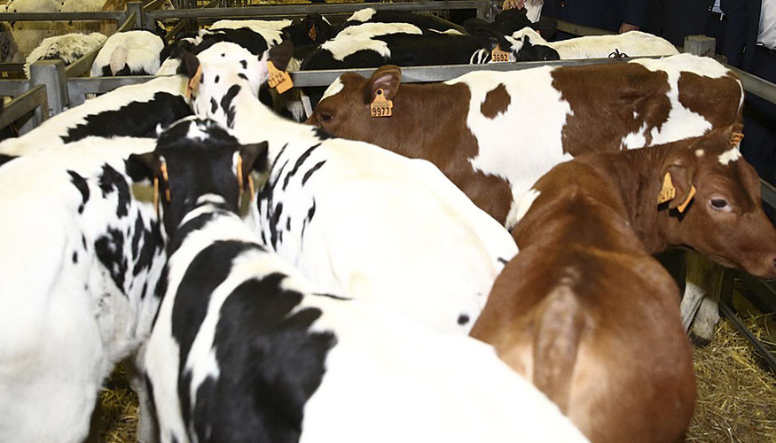 Ejemplares expuestos en el Mercado de Ganados de Torrelavega (Cantabria)