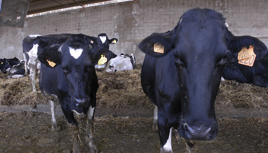 Vacas de aptitud lechera