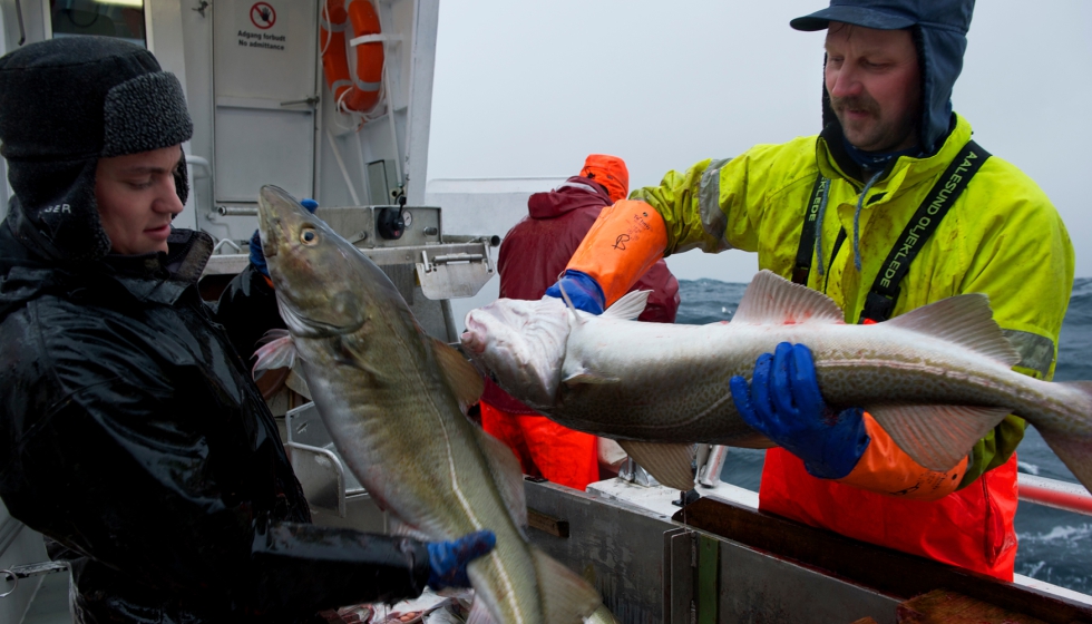 Las exportaciones directas de bacalao skrei de Noruega a Espaa aumentaron un 26% en volumen y un 49% en valor de enero a abril de 2023 respecto al...