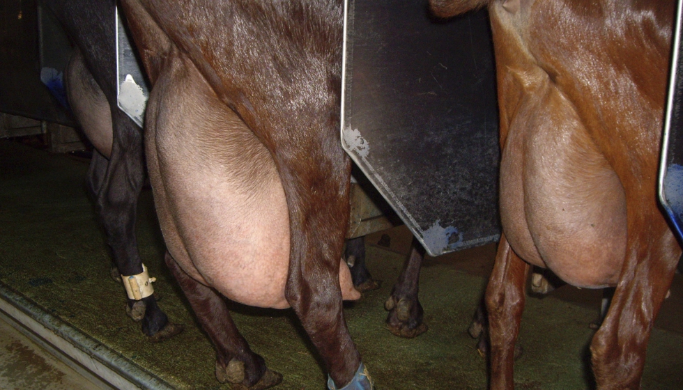 Cabras de raza Murciano-Granadina en posici�n de orde�o