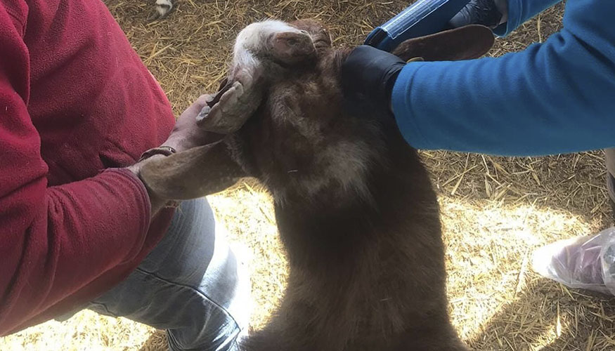 Implante de melatonina en una cabra Florida