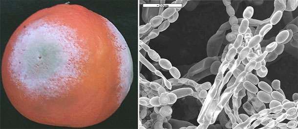 A la izquierda, una naranja infectada con Penicillium digitatum, mostrando los sntomas tpicos de la podredumbre verde...