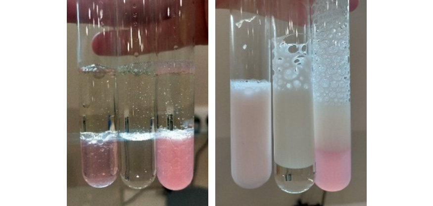 Poder emulsionante: antes de agitacin y 24 horas despus. El tubo de la izquierda corresponde al prototipo Ecolabel GR_5...