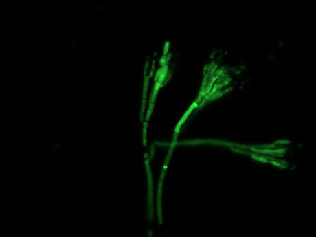 Fotografa microscpica de fluorescencia en la que se observa un mutante de Penicillium digitatum que expresa la protena verde fluorescente...