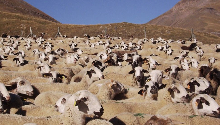 Reba�o de raza Xisqueta