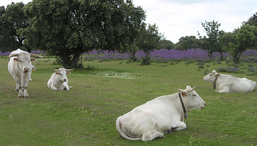 Ganado vacuno de carne en Extremadura