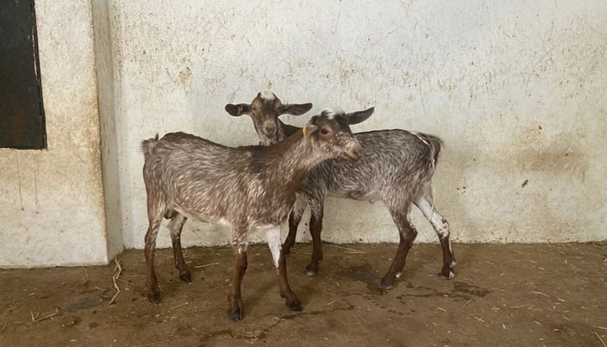 Mango JG y Marengo, nuevos sementales de raza Florida en el centro del Ifapa de Hinojosa del Duque (C�rdoba)