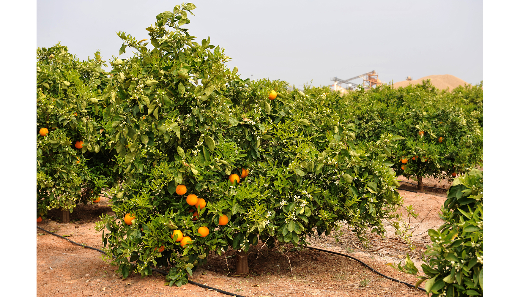 Los terrenos rehabilitados se transforman en terrenos frtiles adecuados para el cultivo de naranjas