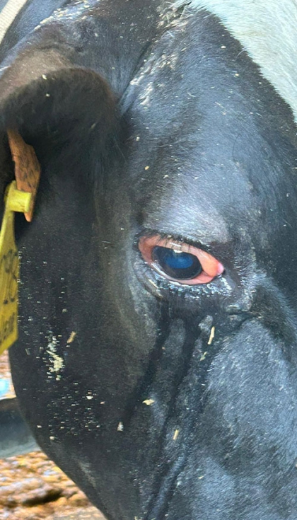 Vaca afectada con edema palpebral