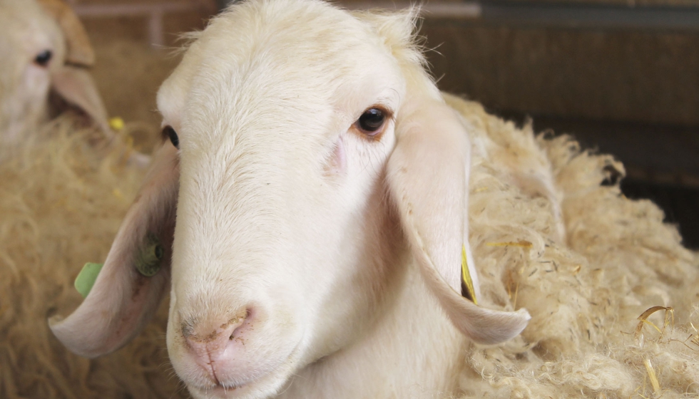 Ejemplar de la raza ovina Assaf