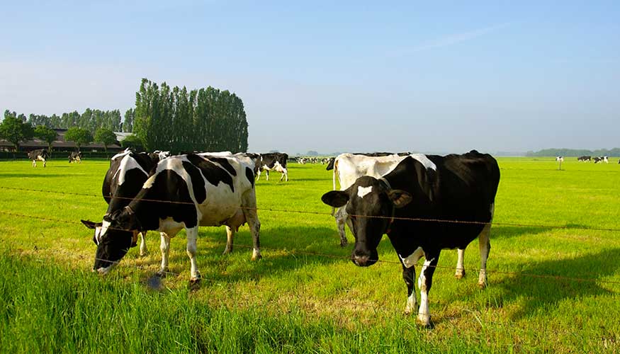 Vacas de aptitud lctea en una pradera