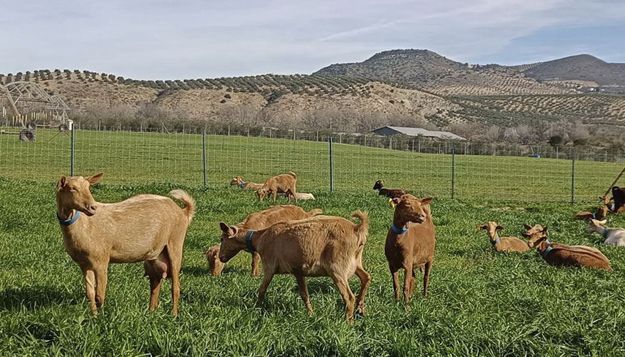 Ejemplares de la ganader�a AP de Cabra Malague�a
