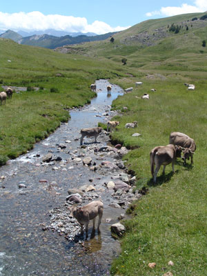 Arroyo in which one of these hydraulic constructions may install